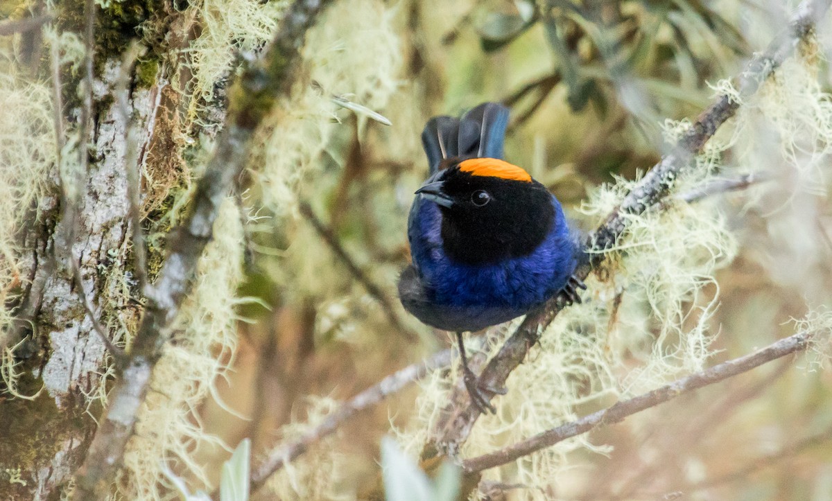 Golden-crowned Tanager - David Monroy Rengifo