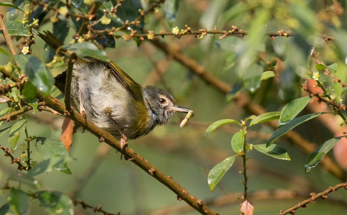 Black-faced Apalis - ML119154531