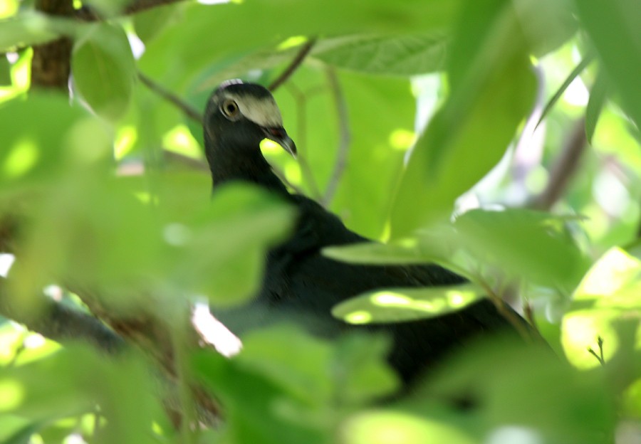 White-crowned Pigeon - ML119155591