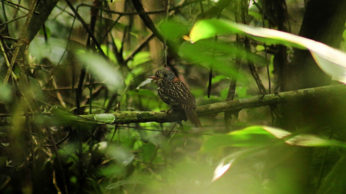 Semicollared Puffbird - ML119156131