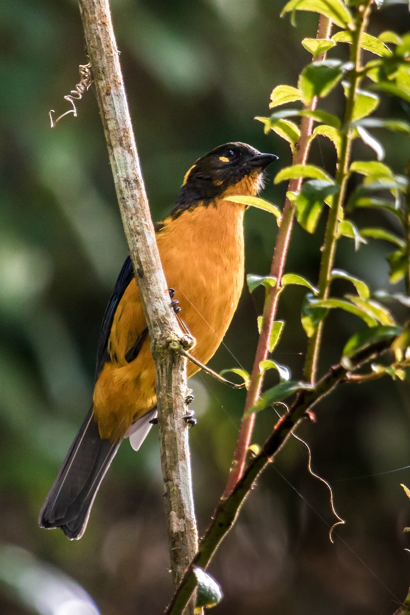 Lacrimose Mountain Tanager - ML119156511