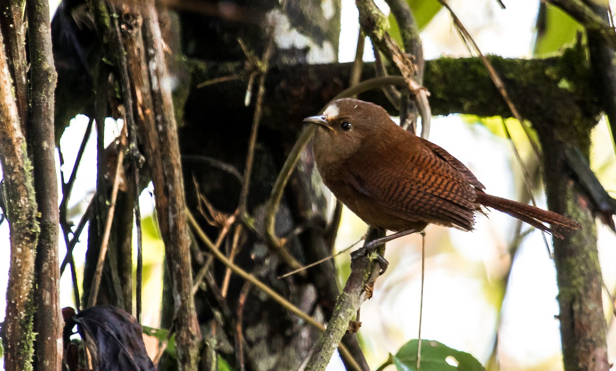 Sharpe's Wren - ML119156561