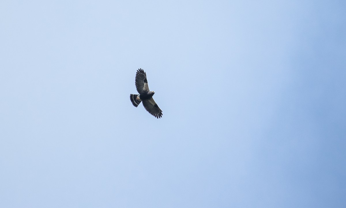 White-rumped Hawk - ML119156591