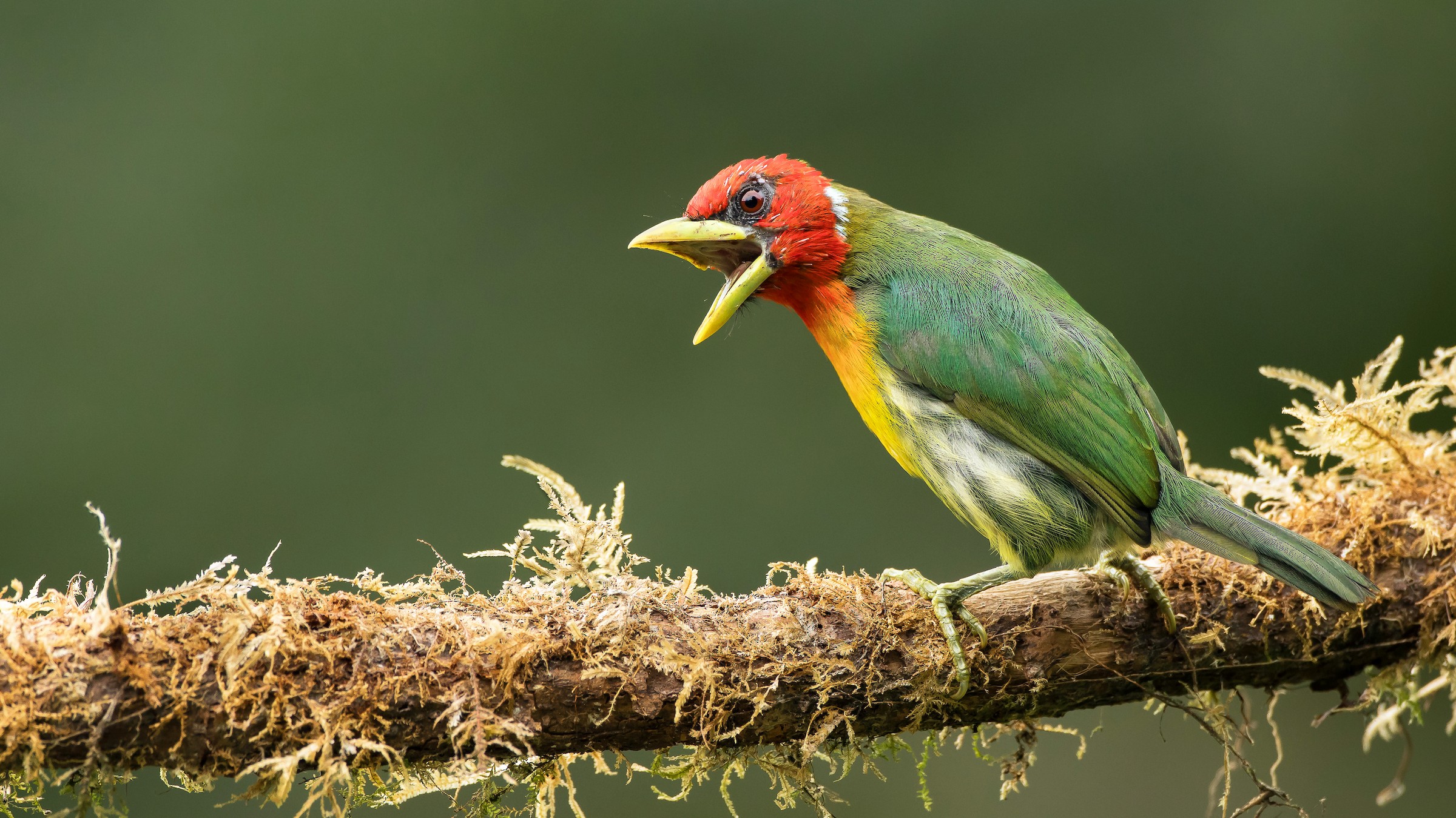 Sumatran Ground-Cuckoo