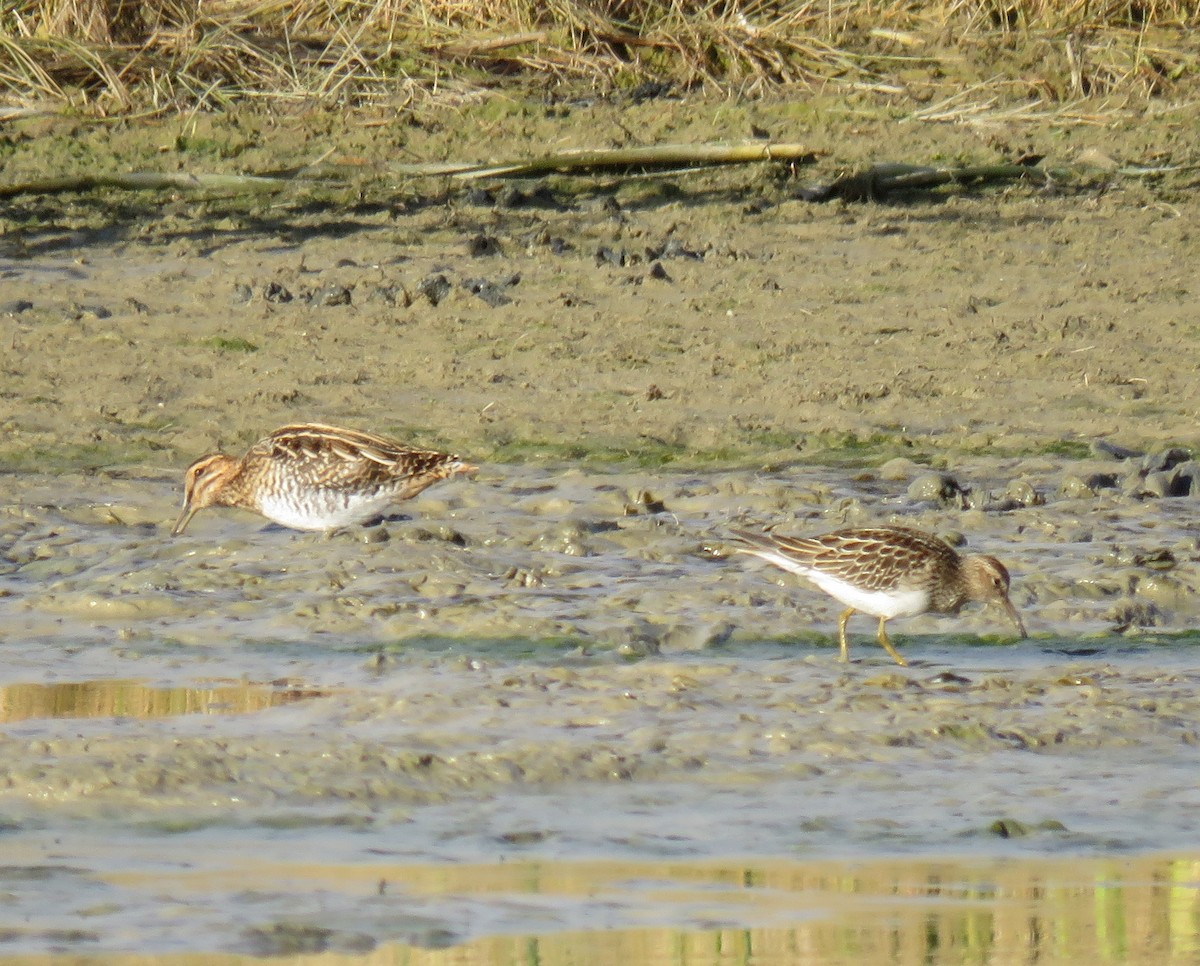 Wilson's Snipe - ML119159571