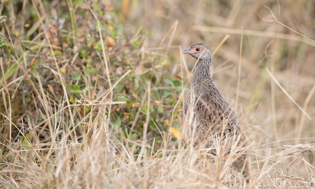 Francolin à gorge rouge (cranchii/harterti) - ML119160591