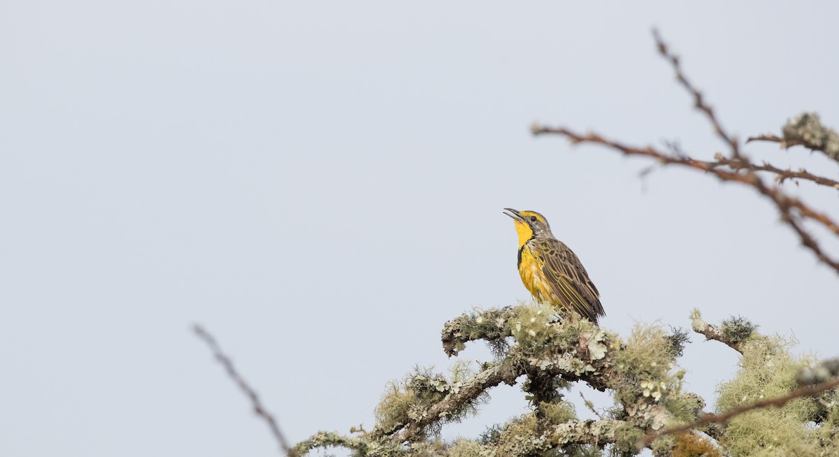 Yellow-throated Longclaw - ML119161861