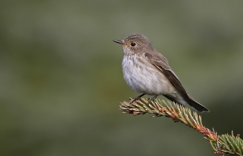 Spotted Flycatcher - ML119162401