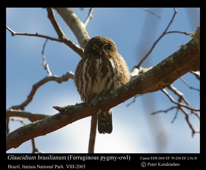 Ferruginous Pygmy-Owl (Ferruginous) - ML119162481