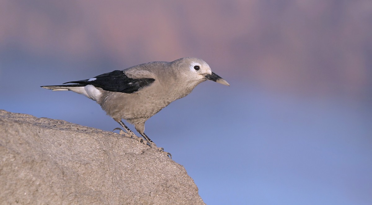 Clark's Nutcracker - ML119162501