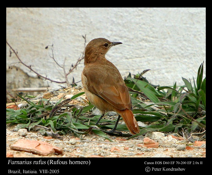 Rufous Hornero - ML119163281