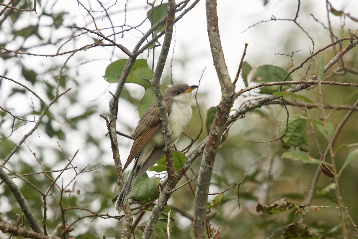 Yellow-billed Cuckoo - Mary Keleher