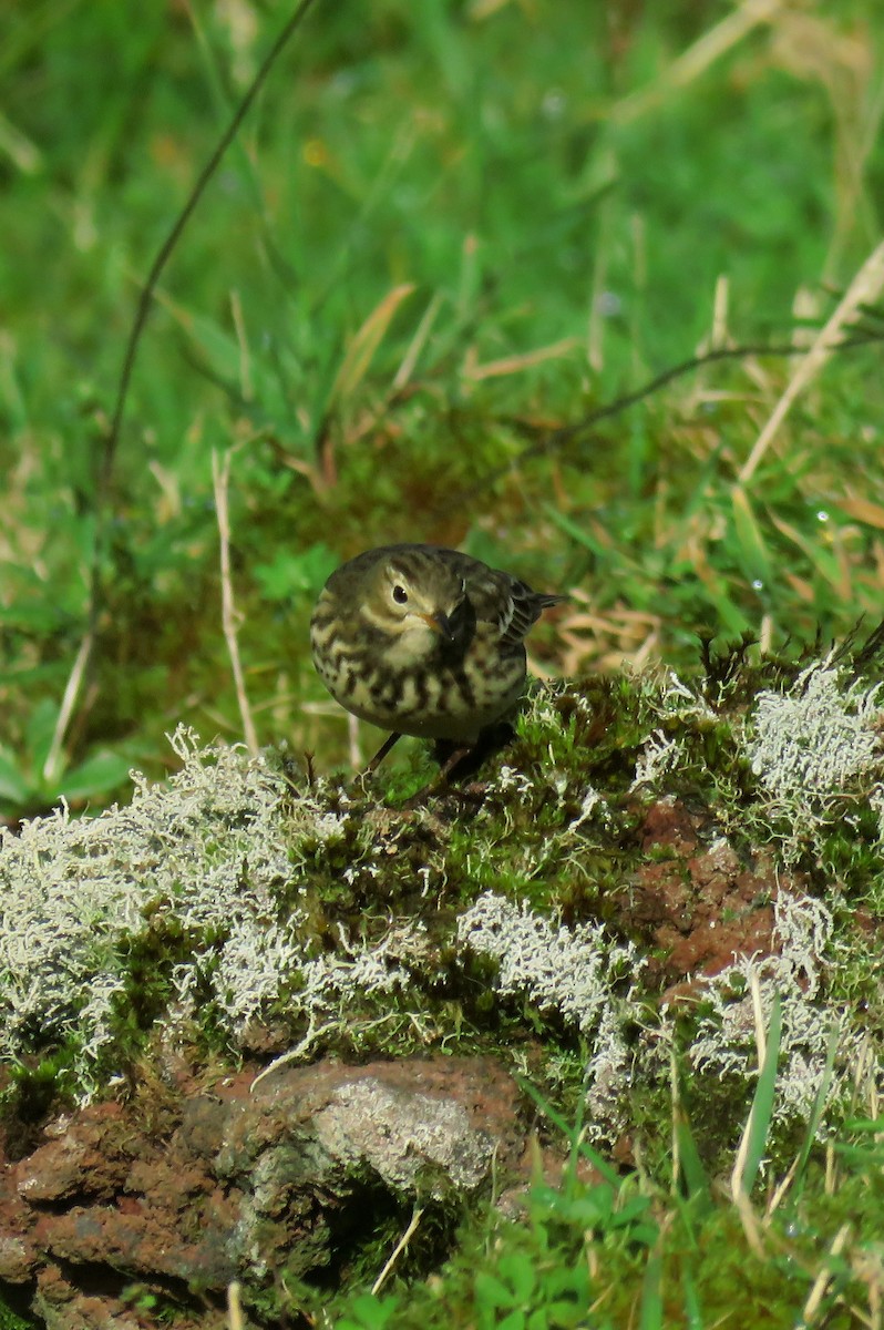 American Pipit - ML119164531
