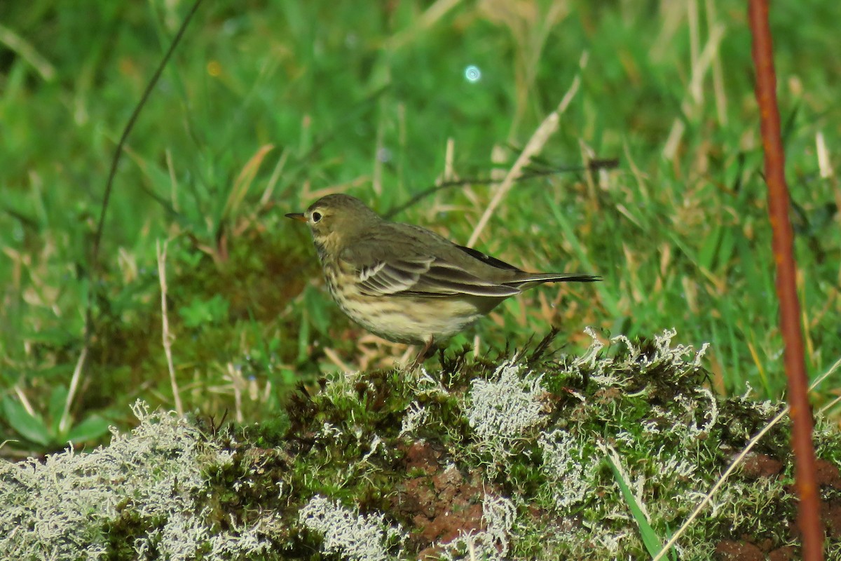 American Pipit - ML119164541
