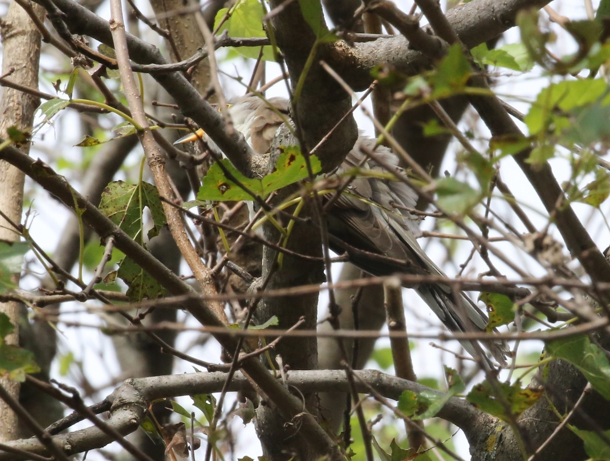 Yellow-billed Cuckoo - ML119165241