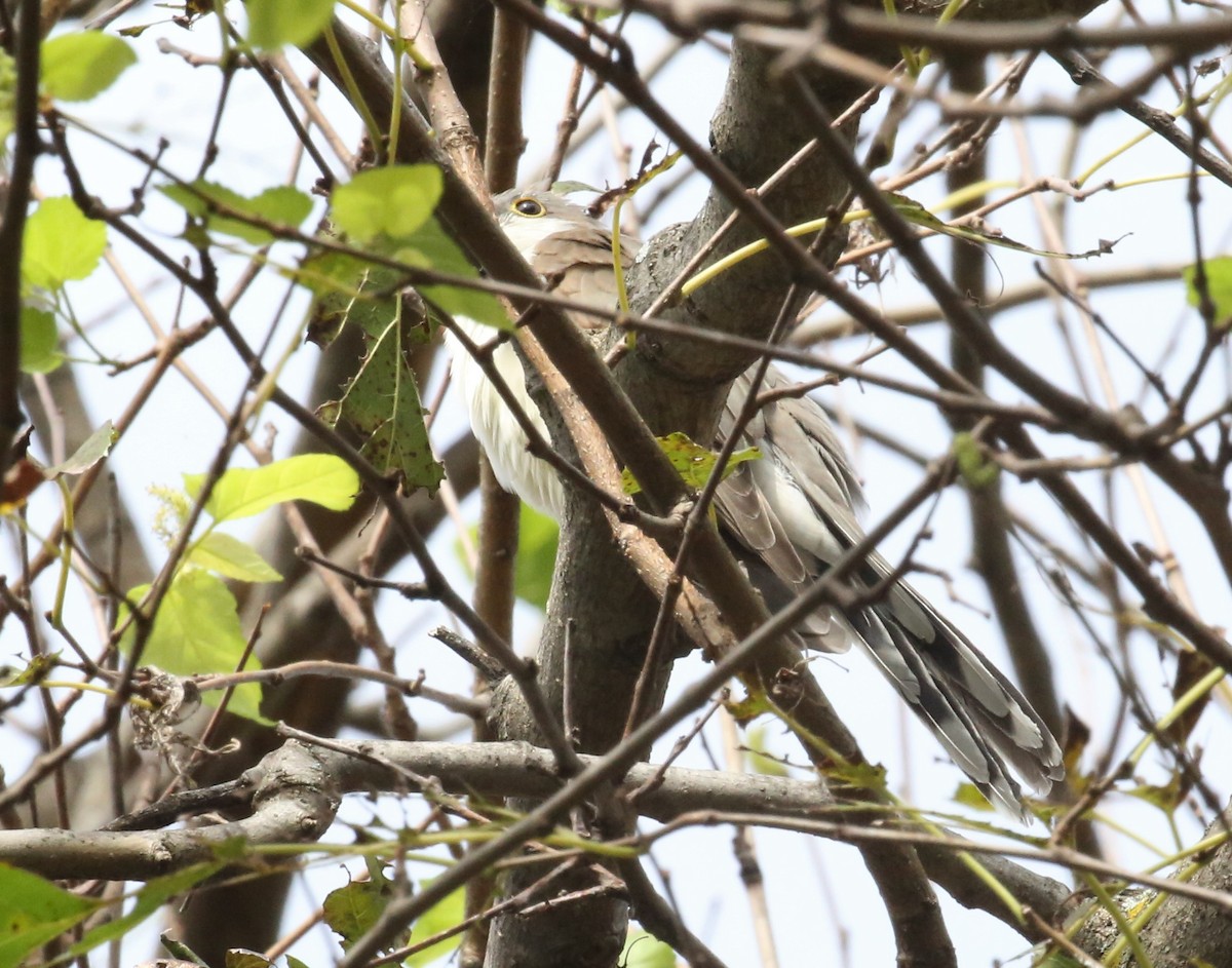 Yellow-billed Cuckoo - ML119165251