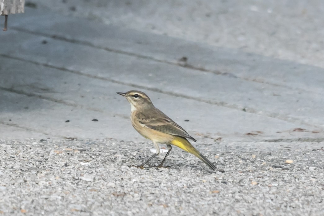 Palm Warbler - Jacque Gates