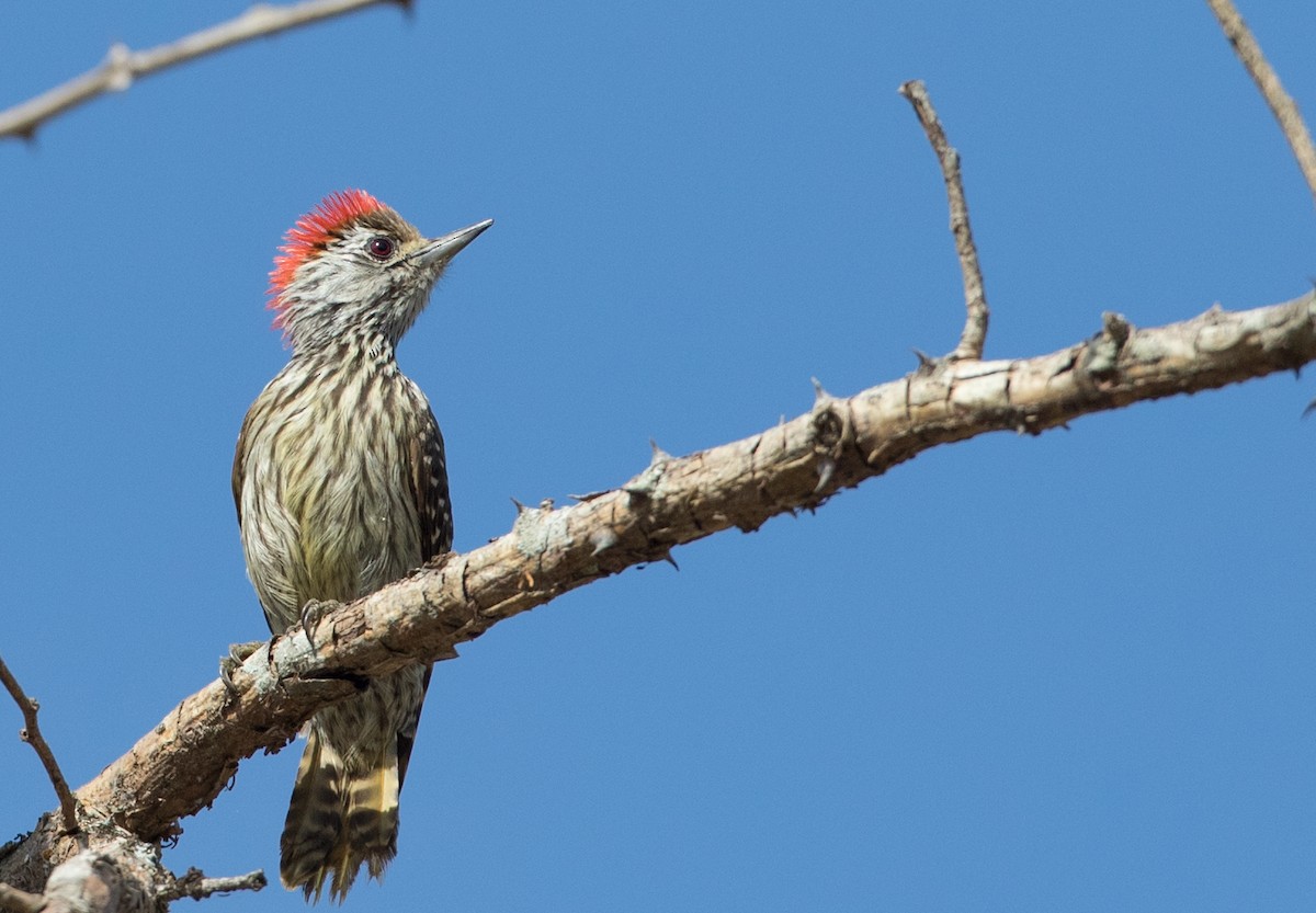 Cardinal Woodpecker - ML119166051