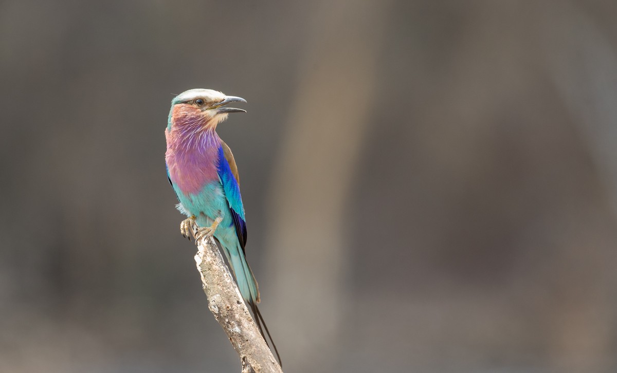 Lilac-breasted Roller - ML119166461