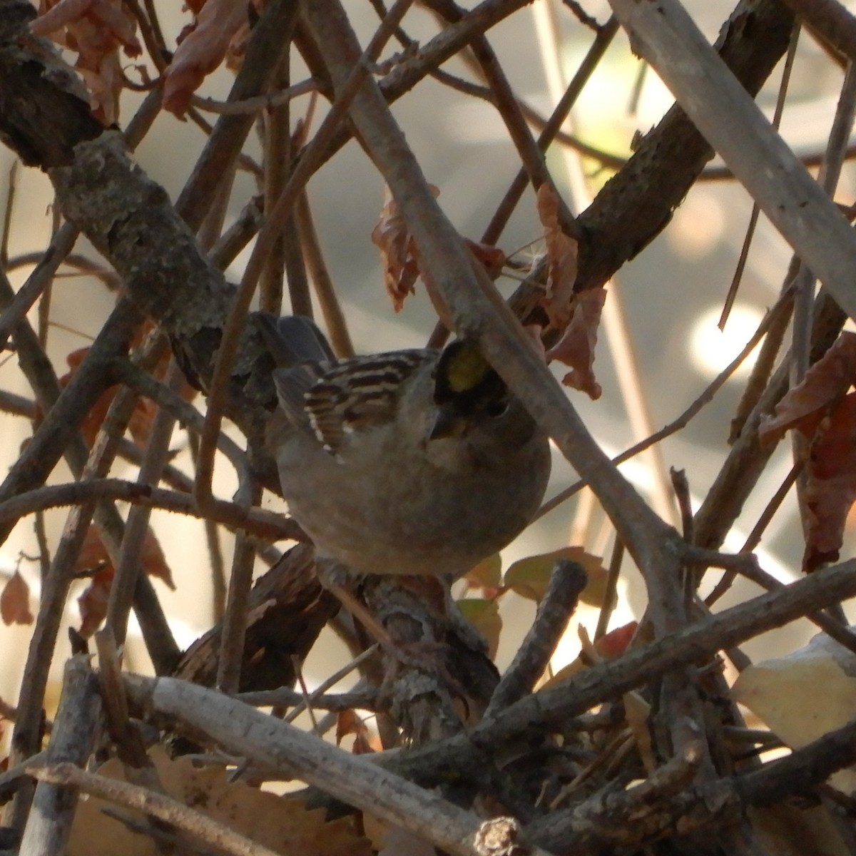 Golden-crowned Sparrow - ML119168531