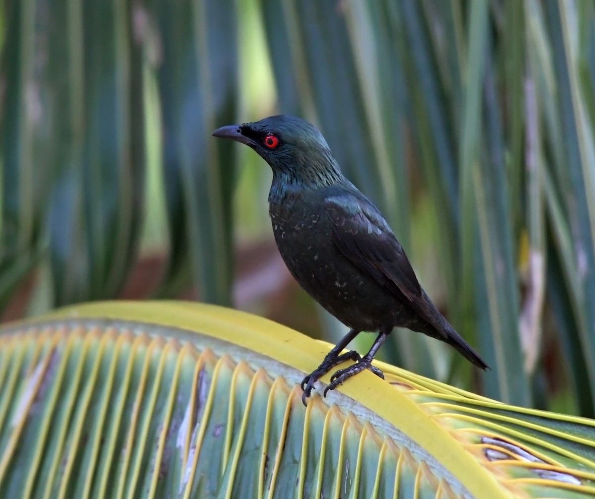 Asian Glossy Starling - ML119171291