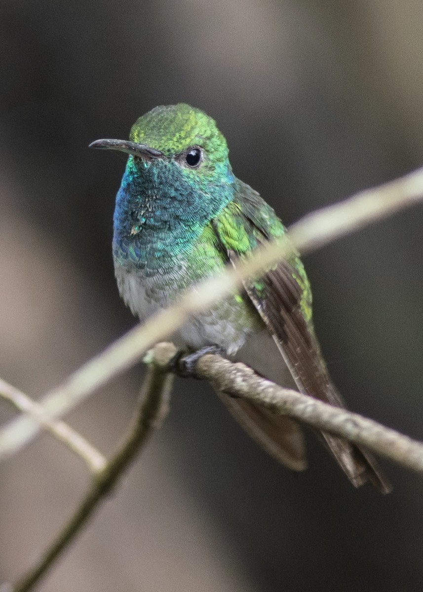 mangrovekolibri - ML119171431