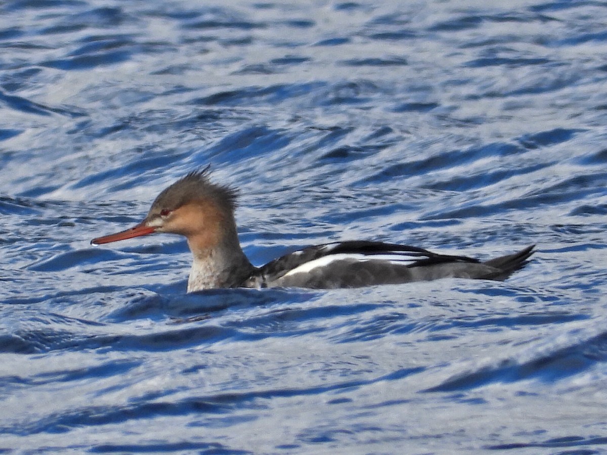 Red-breasted Merganser - ML119172701