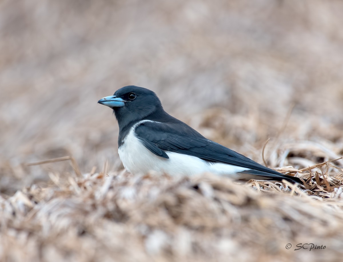 Great Woodswallow - ML119173241