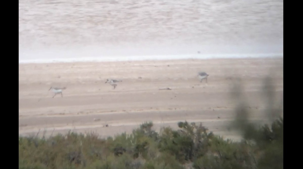 Bécasseau sanderling - ML119173381