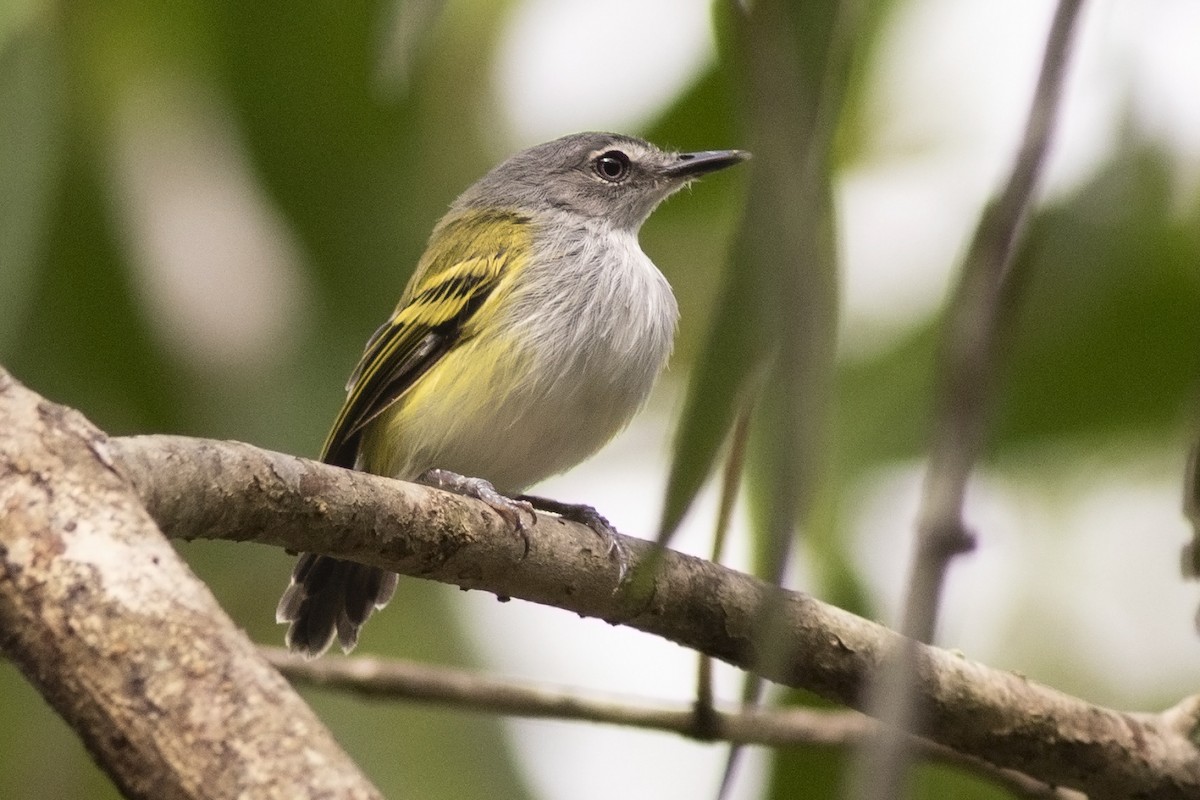 Slate-headed Tody-Flycatcher - ML119173551