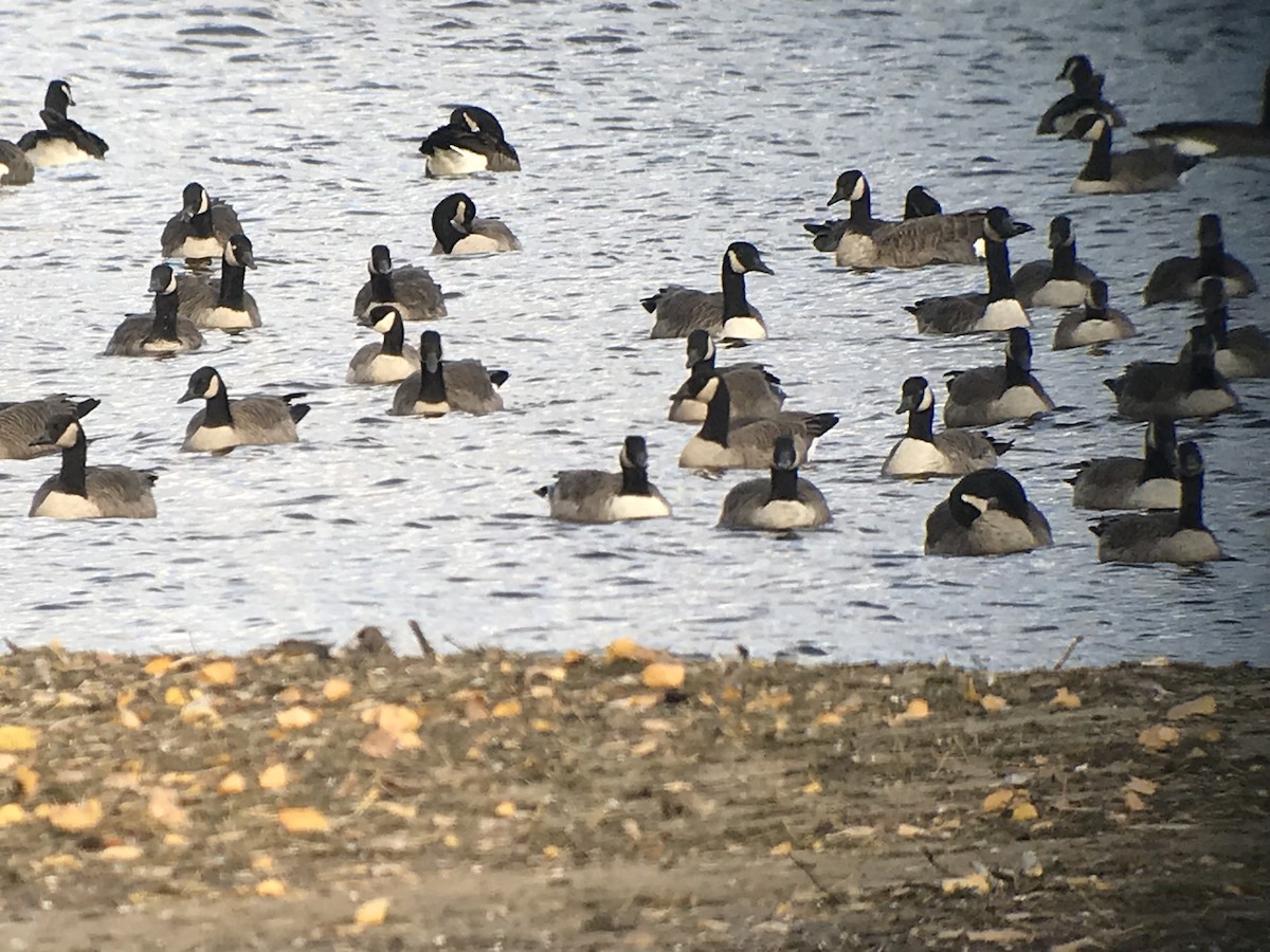 Cackling Goose - Stacy Robinson