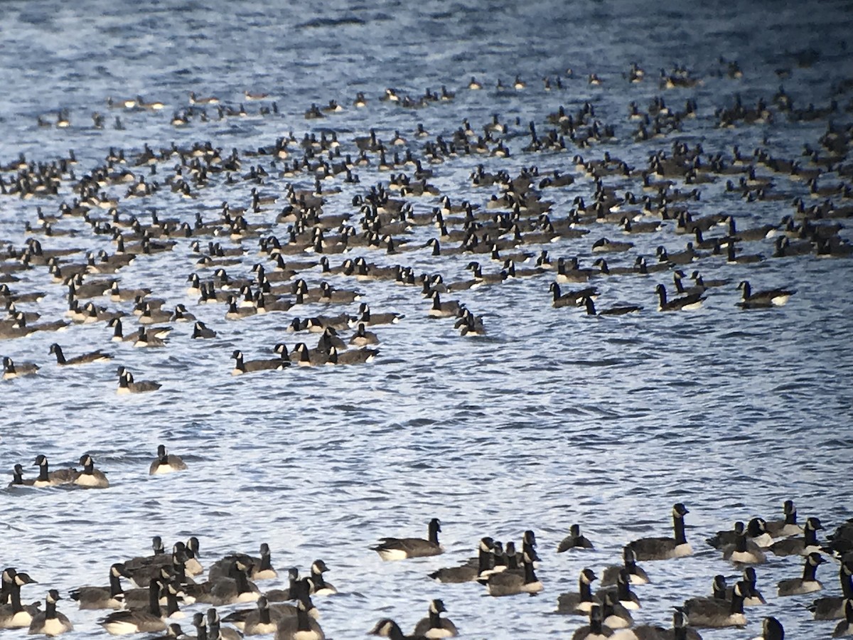 Canada Goose - ML119173901