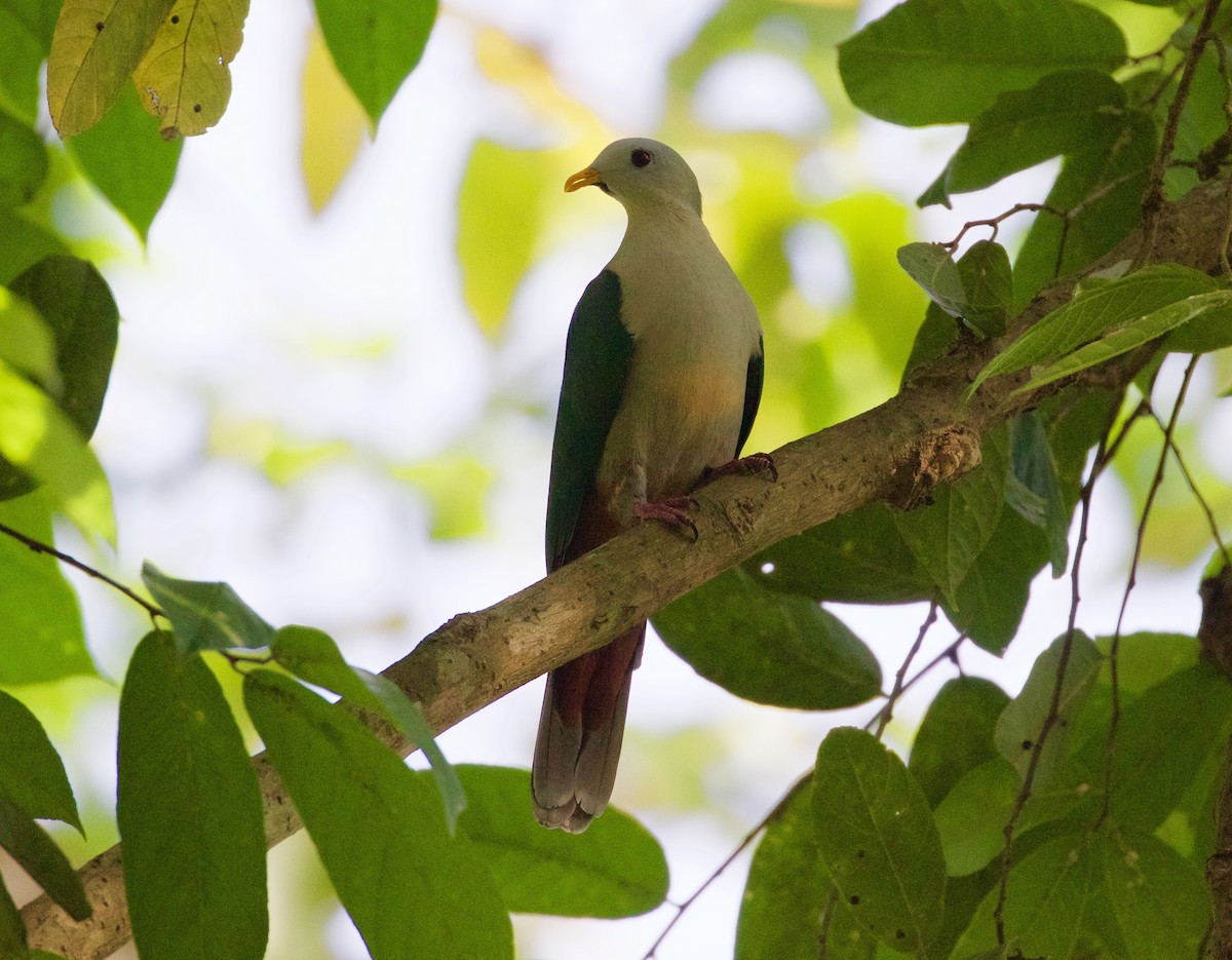 Maroon-chinned Fruit-Dove - Scott Baker