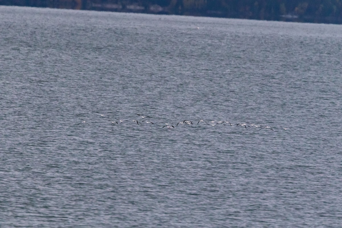 Avocette d'Amérique - ML119176111