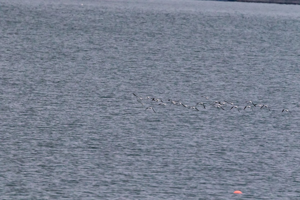 Avocette d'Amérique - ML119176131