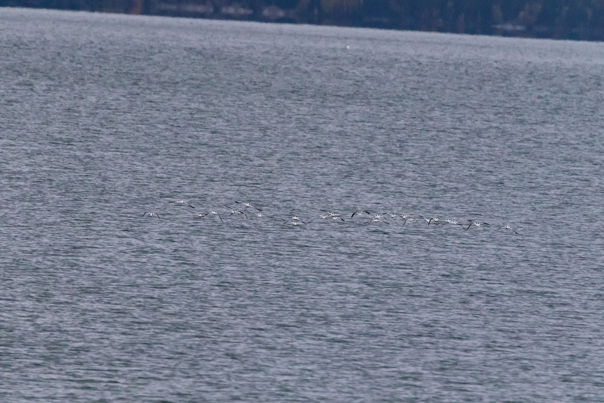 Avoceta Americana - ML119176151