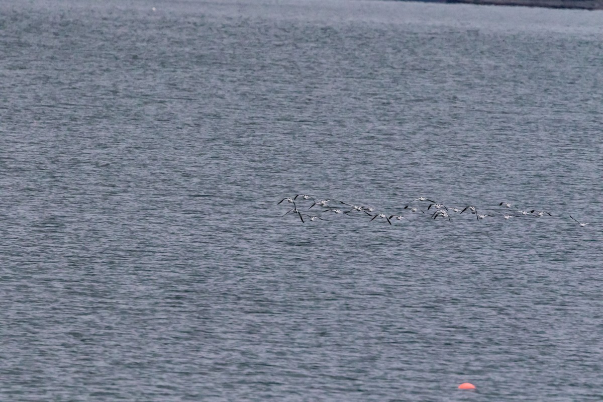 Avoceta Americana - ML119176171