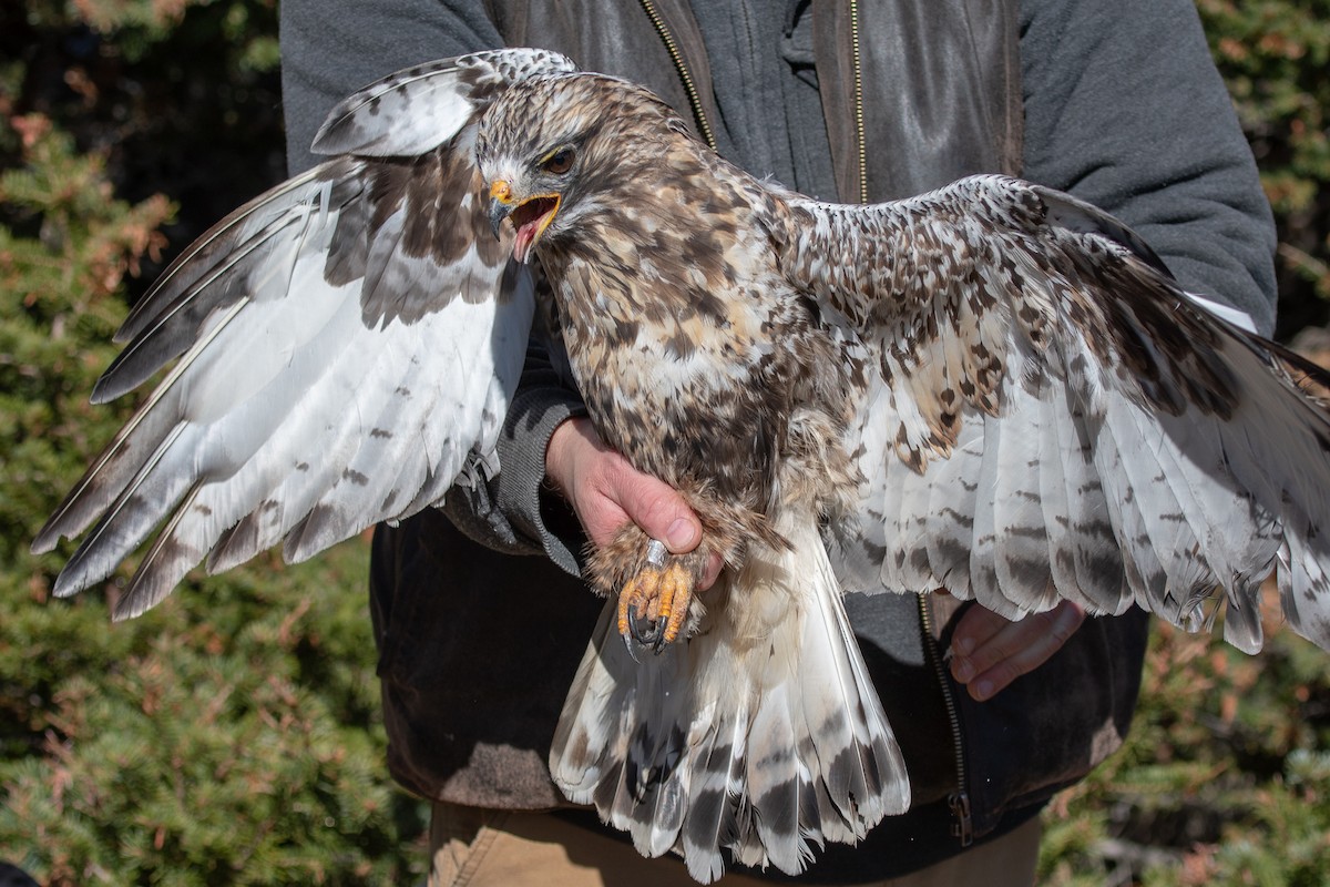 Rough-legged Hawk - ML119178081