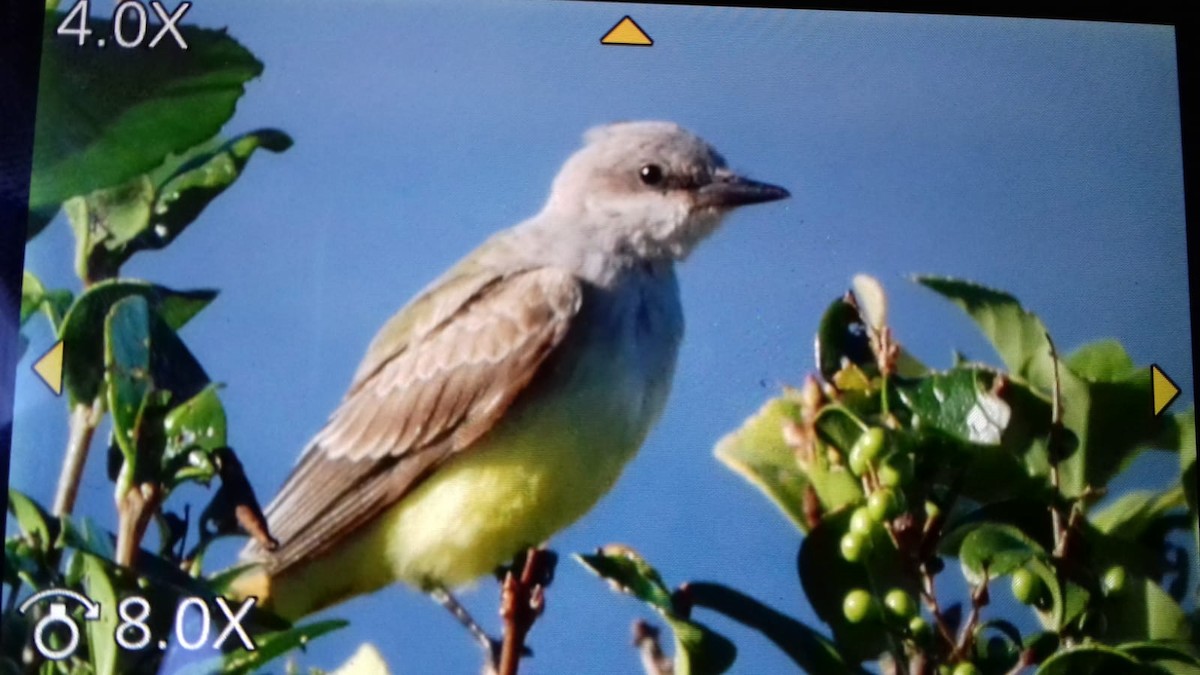 Western Kingbird - ML119178181