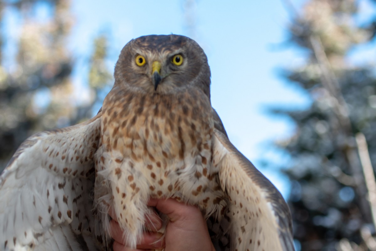 Northern Harrier - ML119178341