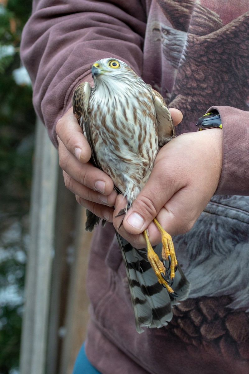 Sharp-shinned Hawk - ML119178451