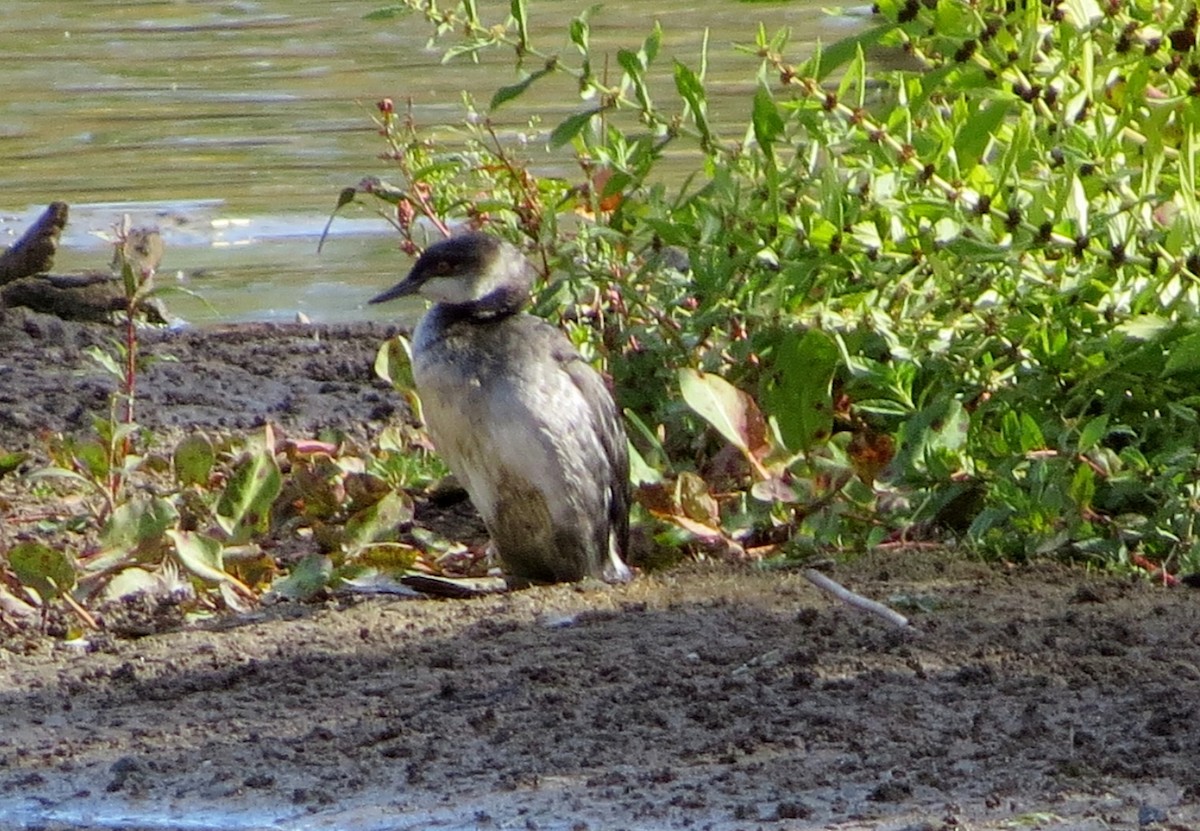 Eared Grebe - Merri R