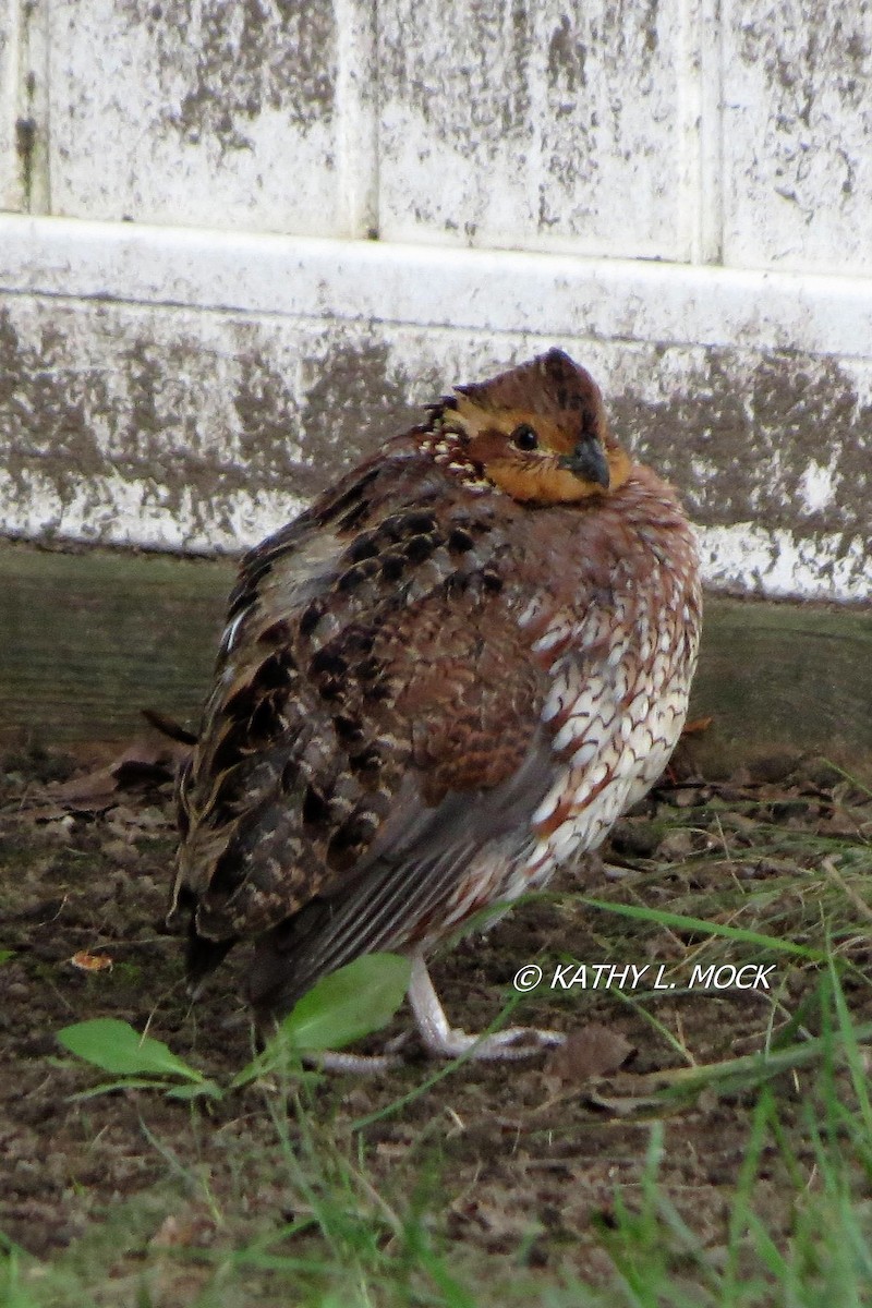 Northern Bobwhite - ML119179381