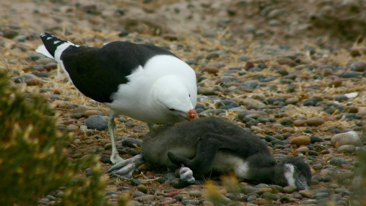 Kelp Gull - Jose Luis Blázquez