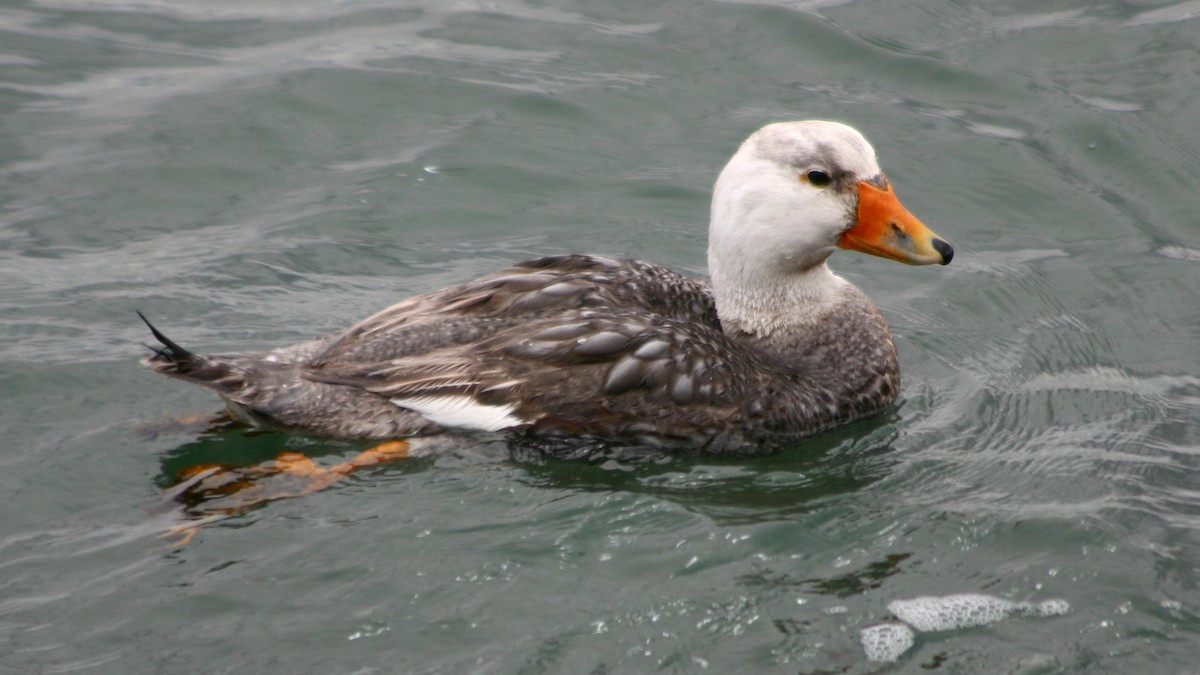 White-headed Steamer-Duck - Jose Luis Blázquez