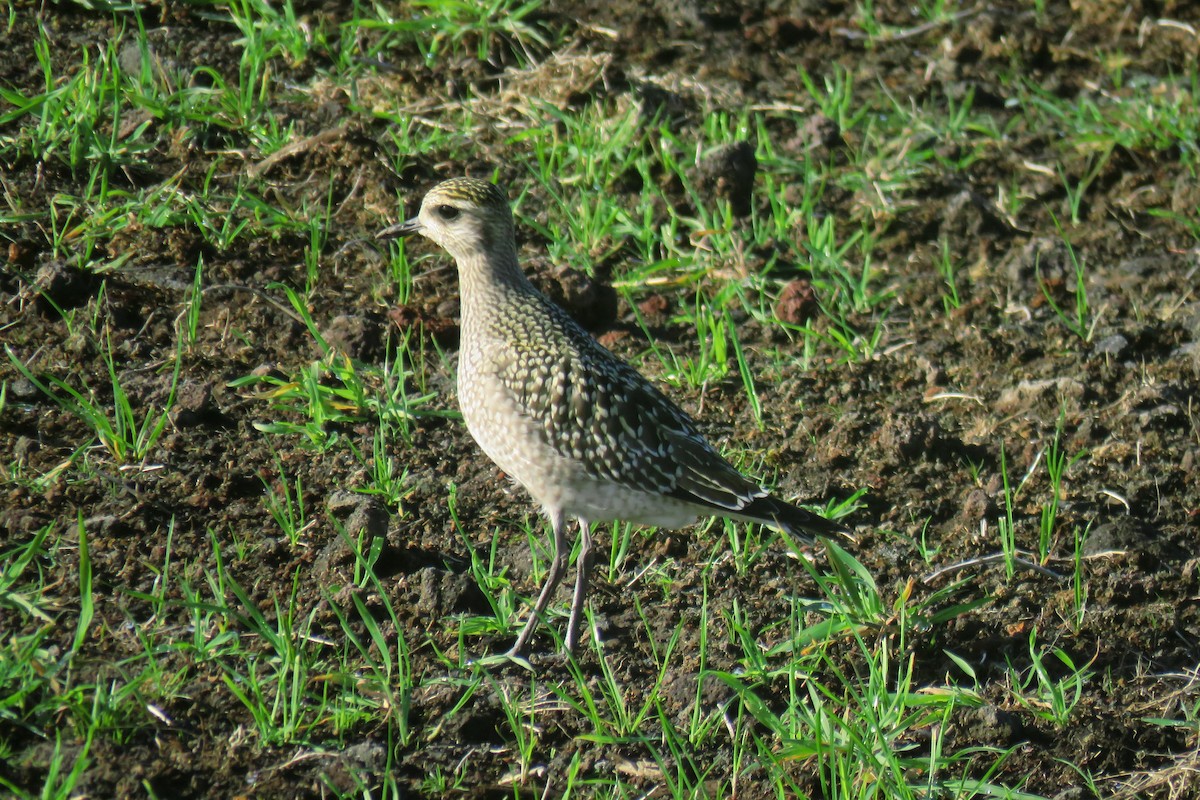 American Golden-Plover - ML119180911