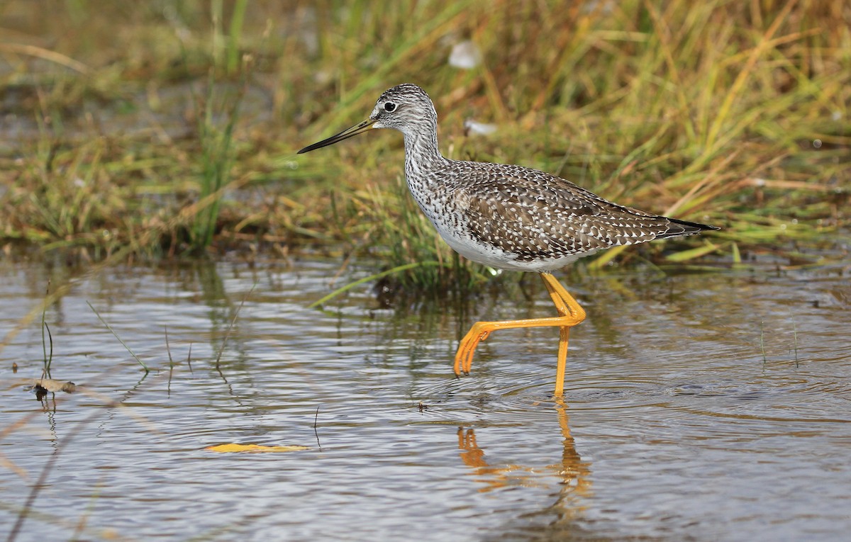 Greater Yellowlegs - Diane St-Jacques