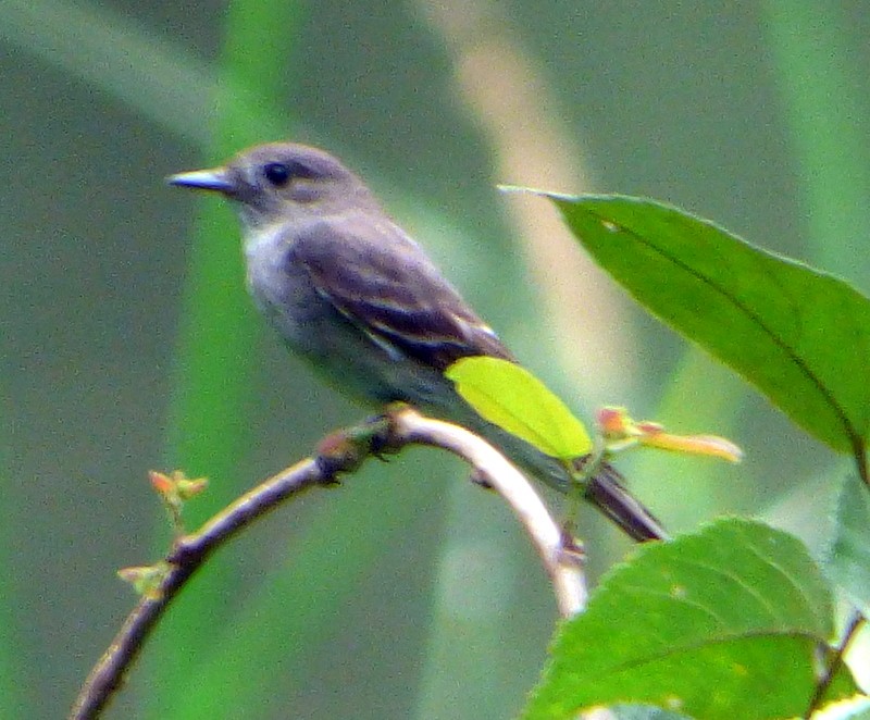 Western Wood-Pewee - Bill Fox