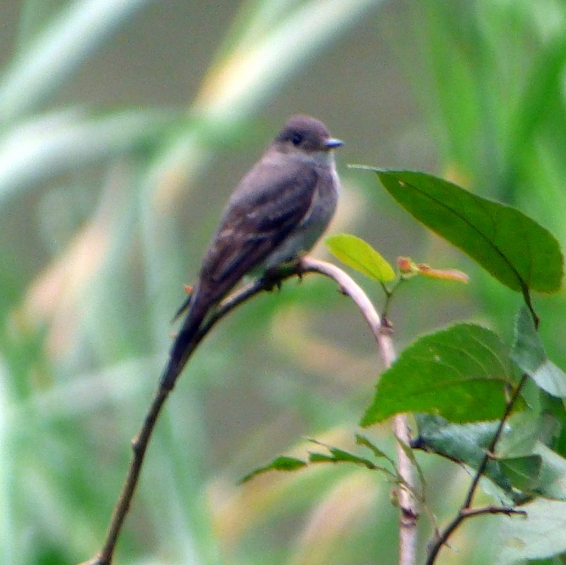 Western Wood-Pewee - ML119185721