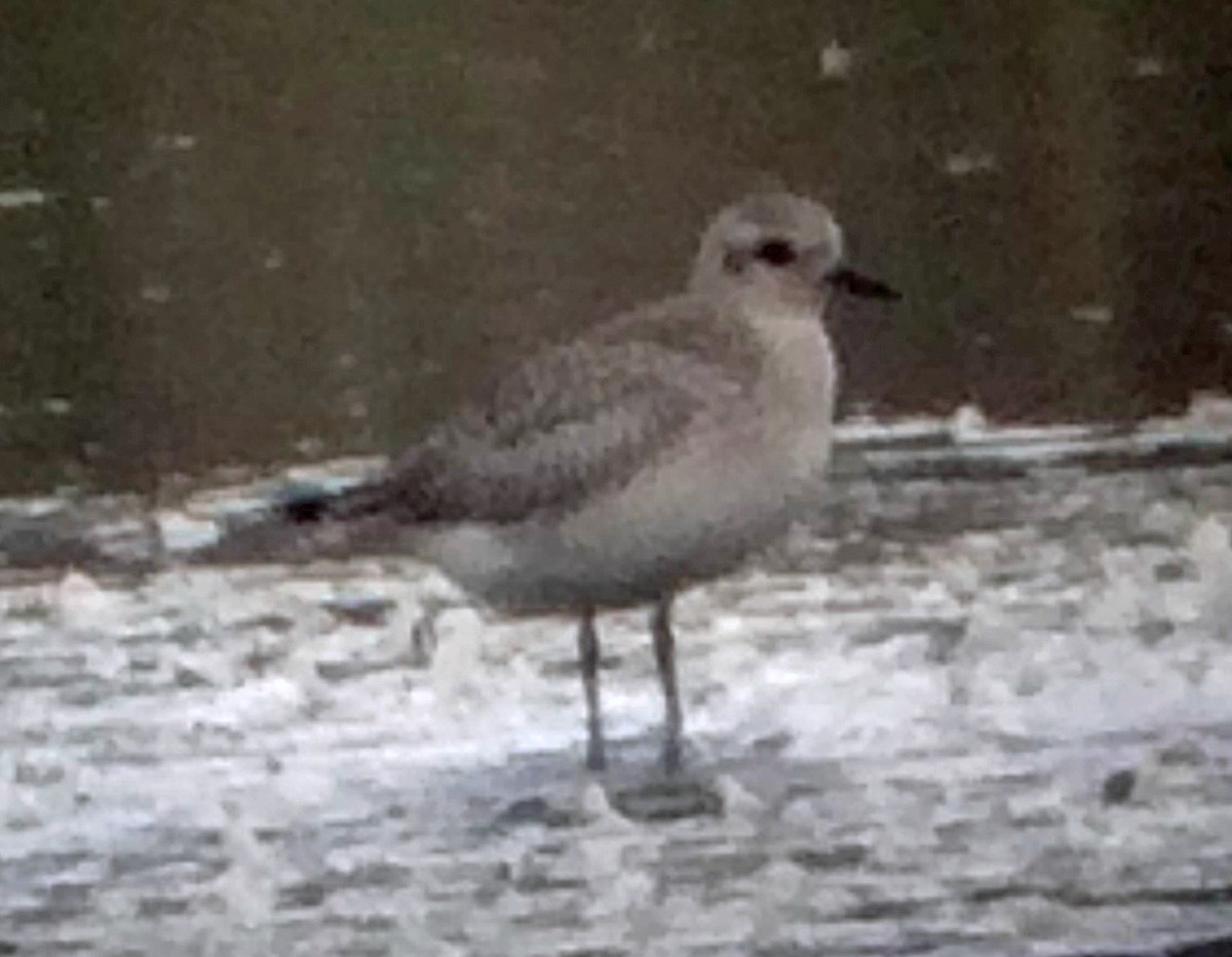 Black-bellied Plover - Dave Brown